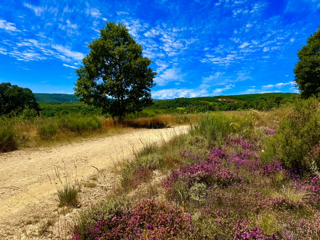 Bierzo