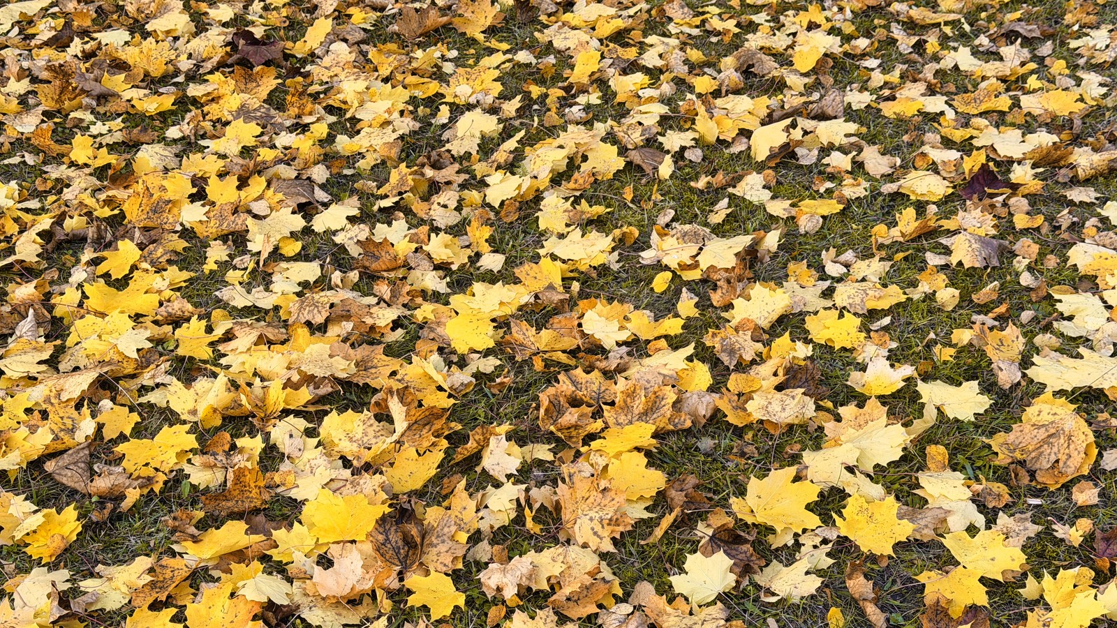 Das Bild zeigt einen Boden, der vollständig mit gelben Blättern bedeckt ist. Die Blätter stammen offensichtlich von Bäumen in der Umgebung und liegen in einem dichten Teppich auf einer Grünfläche. Die Szene vermittelt eine herbstliche, natürliche Stimmung und lässt einen ruhigen, friedlichen Eindruck entstehen.