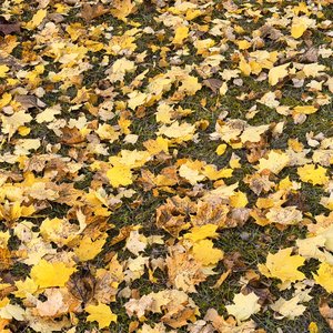 Das Bild zeigt einen Boden, der vollständig mit gelben Blättern bedeckt ist. Die Blätter stammen offensichtlich von Bäumen in der Umgebung und liegen in einem dichten Teppich auf einer Grünfläche. Die Szene vermittelt eine herbstliche, natürliche Stimmung und lässt einen ruhigen, friedlichen Eindruck entstehen.