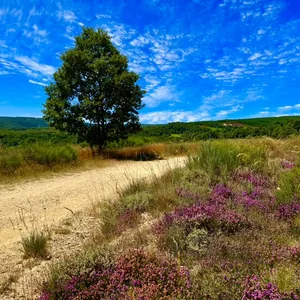 Dieses Bild zeigt eine wunderschöne, ländliche Landschaft. Es ist eine weite, grüne Wiese, die von Bäumen und Büschen umsäumt ist. Am Boden wachsen bunte Blumen, die einen malerischen Kontrast zu dem strahlend blauen Himmel mit vereinzelten Wolken bilden. Der Pfad durch die Wiese vermittelt eine friedliche und entspannende Stimmung. Insgesamt stellt das Bild eine idyllische, natürliche Umgebung dar.