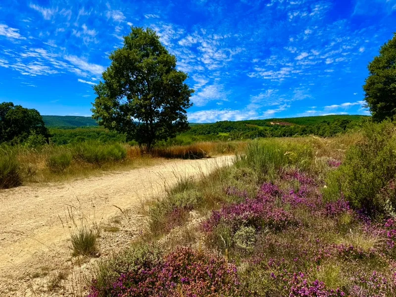 Dieses Bild zeigt eine wunderschöne, ländliche Landschaft. Es ist eine weite, grüne Wiese, die von Bäumen und Büschen umsäumt ist. Am Boden wachsen bunte Blumen, die einen malerischen Kontrast zu dem strahlend blauen Himmel mit vereinzelten Wolken bilden. Der Pfad durch die Wiese vermittelt eine friedliche und entspannende Stimmung. Insgesamt stellt das Bild eine idyllische, natürliche Umgebung dar.