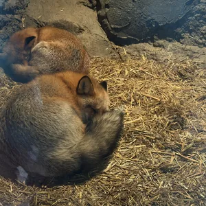 Sleeping foxes