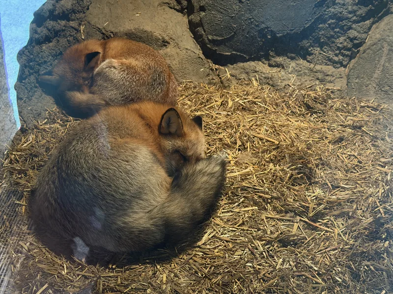 Sleeping foxes