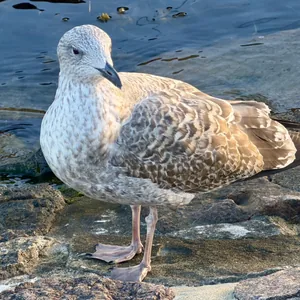 This image depicts a European Herring Gull standing on a rocky shoreline, with its feathers reflecting a beautiful array of light and shadow. The water behind the bird appears calm and blue, with small ripples and reflections visible. The overall scene conveys a sense of tranquility and natural beauty, with the seagull appearing to be at rest on the shore.