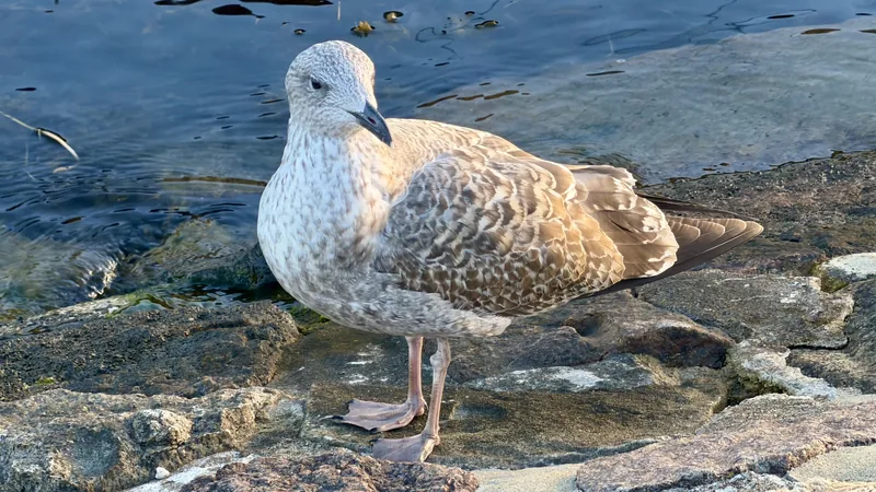 This image depicts a European Herring Gull standing on a rocky shoreline, with its feathers reflecting a beautiful array of light and shadow. The water behind the bird appears calm and blue, with small ripples and reflections visible. The overall scene conveys a sense of tranquility and natural beauty, with the seagull appearing to be at rest on the shore.