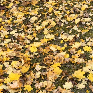 Das Bild zeigt einen Boden, der vollständig mit gelben Blättern bedeckt ist. Die Blätter stammen offensichtlich von Bäumen in der Umgebung und liegen in einem dichten Teppich auf einer Grünfläche. Die Szene vermittelt eine herbstliche, natürliche Stimmung und lässt einen ruhigen, friedlichen Eindruck entstehen.
