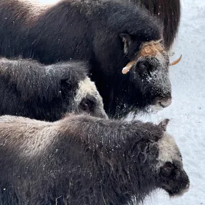 Muskoxen