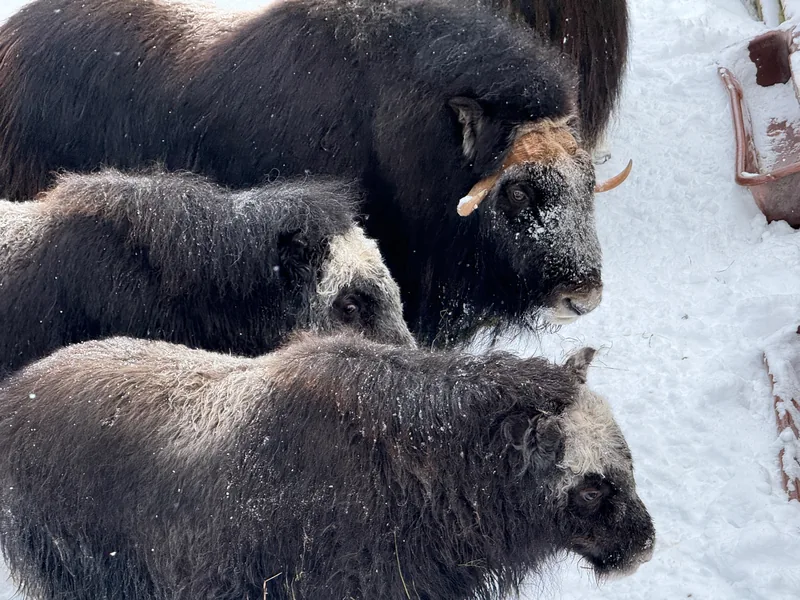 Muskoxen